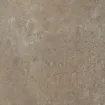 Tortora